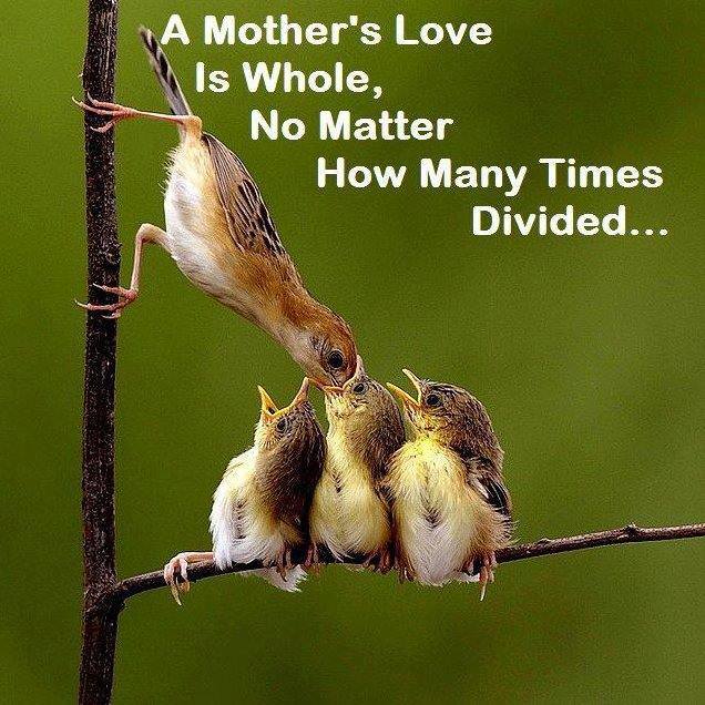 Mother love-1