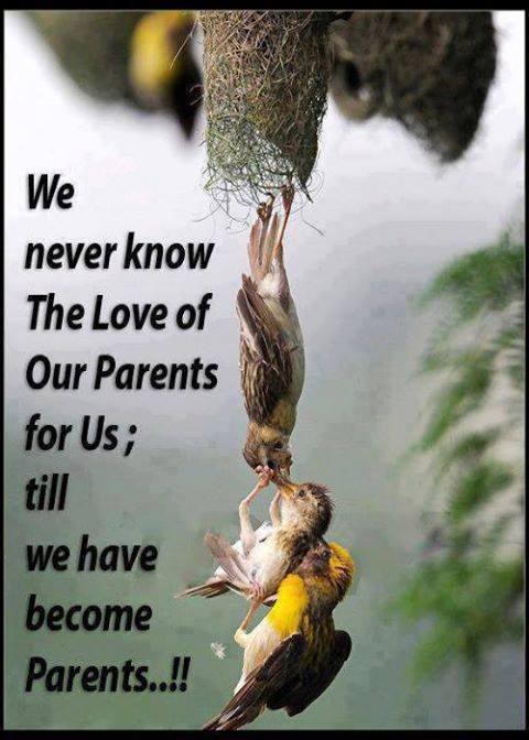 parents' love